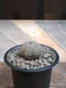 6.布紋球 Euphorbia obesa