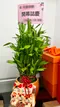 D1-2│送禮盆栽│新北市花店│蘆洲花店│開幕誌慶│新居落成│榮升誌慶│訂花│送花