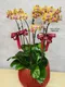B1-39│蘭花盆栽│新北市花店│蘆洲花店│榮升誌慶│喬遷之喜│開幕誌慶│過年送禮│訂花│送花