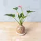 火鶴-水苔球植物