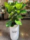 D1-14│送禮盆栽│新北市花店│蘆洲花店│開幕誌慶│新居落成│榮升誌慶│訂花│送花