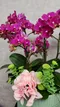 B1-40│蘭花盆栽│新北市花店│蘆洲花店│榮升誌慶│喬遷之喜│開幕誌慶│過年送禮│訂花│送花