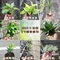 3吋植物盆栽/贈送精美緞帶/園藝/花園/綠生態/治癒/療癒/綠色植物/多種類/翠綠葉子/小盆栽/多肉植物