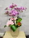 B1-59│蘭花盆栽│新北市花店│蘆洲花店│榮升誌慶│喬遷之喜│開幕誌慶│過年送禮│訂花│送花