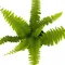 觀葉植物 波士頓腎蕨 Boston fern 3吋盆