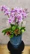 B1-41│蘭花盆栽│新北市花店│蘆洲花店│榮升誌慶│喬遷之喜│開幕誌慶│過年送禮│訂花│送花