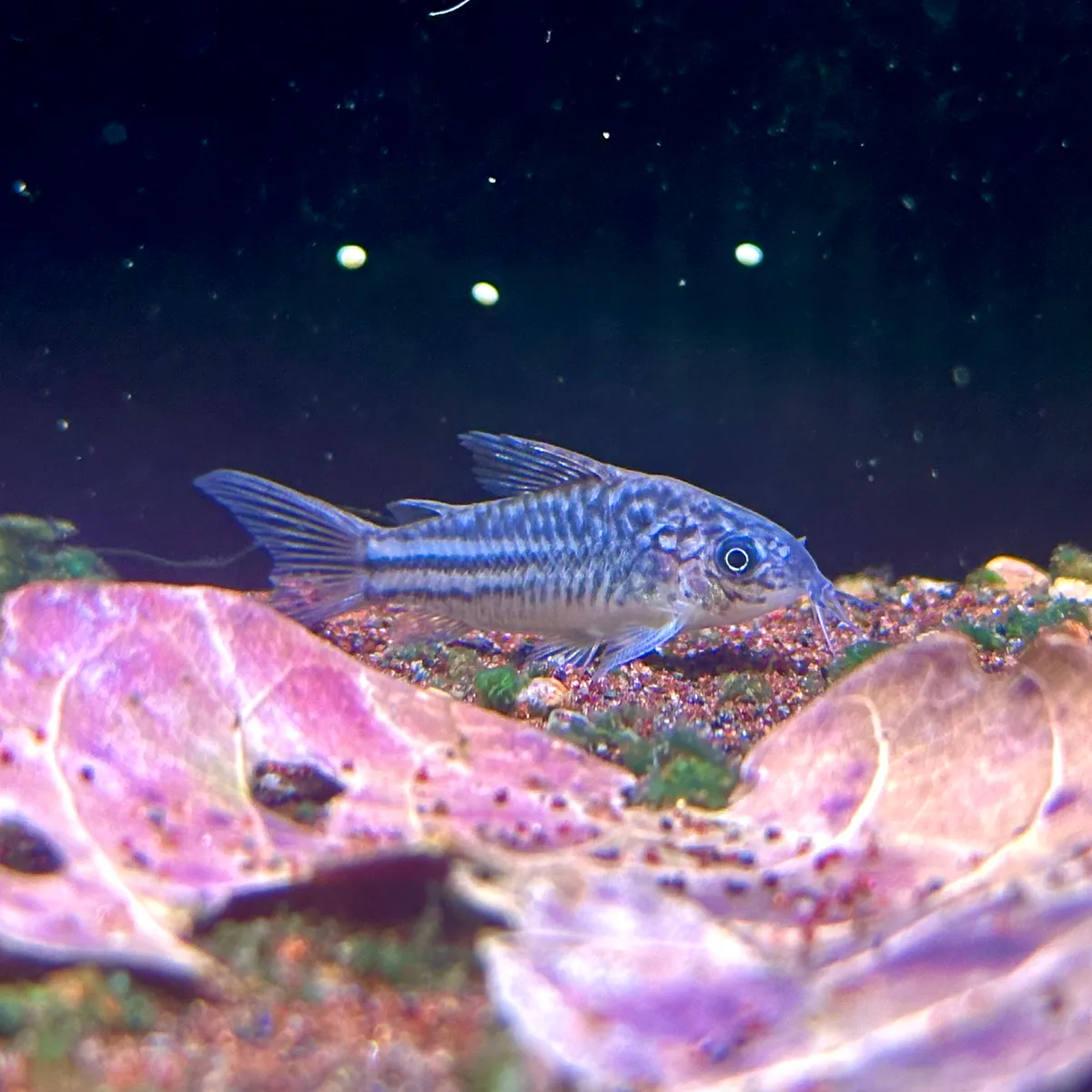 Ta line｜动物图鉴｜DMM KARIYUSHI水族馆, image size:1200x1200