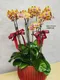 B1-39│蘭花盆栽│新北市花店│蘆洲花店│榮升誌慶│喬遷之喜│開幕誌慶│過年送禮│訂花│送花