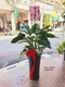 D1-7│送禮盆栽│新北市花店│蘆洲花店│開幕誌慶│新居落成│榮升誌慶│訂花│送花