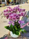 B1-32│蘭花盆栽│新北市花店│蘆洲花店│榮升誌慶│喬遷之喜│開幕誌慶│過年送禮│訂花│送花