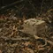 [ CARGO ] 工業風裝備收納袋19L-灰色/黑色/沙色/軍綠 │四色 裝備袋 收納箱 戶外露營 工業風收納袋