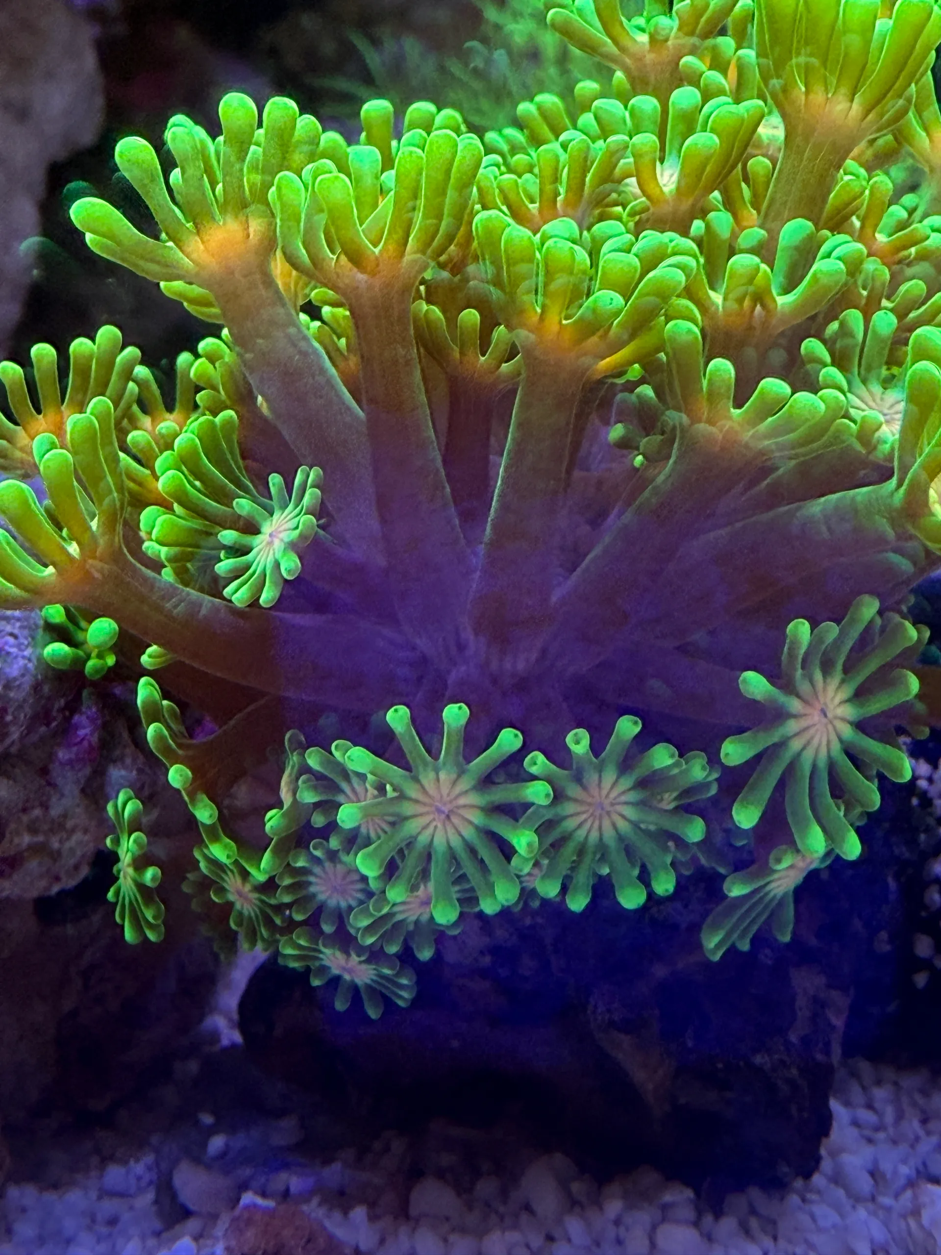 Reef Nano 3 LED