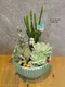 D2-21│多肉植物│新北市花店│蘆洲花店│送禮盆栽│訂花│送花