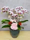B1-62│蘭花盆栽│新北市花店│蘆洲花店│榮升誌慶│喬遷之喜│開幕誌慶│過年送禮│訂花│送花