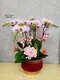 B1-37│蘭花盆栽│新北市花店│蘆洲花店│榮升誌慶│喬遷之喜│開幕誌慶│過年送禮│訂花│送花