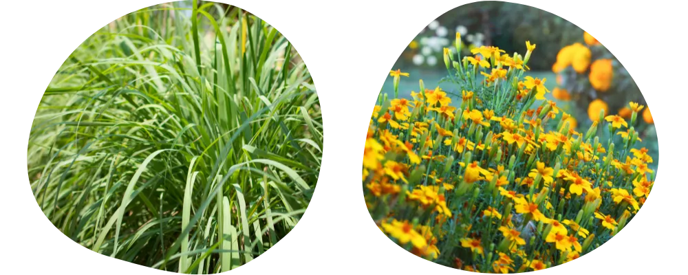 忌避作物－檸檬香茅草、芳香萬壽菊