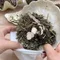 [ Campingflow ]  清爽草本香 & 寵物友善 | 天然草本防蚊包 不挑色隨機出貨