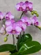 B1-43│蘭花盆栽│新北市花店│蘆洲花店│榮升誌慶│喬遷之喜│開幕誌慶│過年送禮│訂花│送花