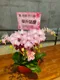 B1-65│蘭花盆栽│新北市花店│蘆洲花店│榮升誌慶│喬遷之喜│開幕誌慶│過年送禮│訂花│送花