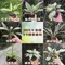 3吋植物盆栽/贈送精美緞帶/園藝/花園/綠生態/治癒/療癒/綠色植物/多種類/翠綠葉子/小盆栽/多肉植物