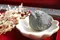 超光西藏隕石(不透)-連結仙女星系 52.19g