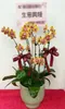 B1-61│蘭花盆栽│新北市花店│蘆洲花店│榮升誌慶│喬遷之喜│開幕誌慶│過年送禮│訂花│送花