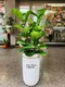 D1-14│送禮盆栽│新北市花店│蘆洲花店│開幕誌慶│新居落成│榮升誌慶│訂花│送花