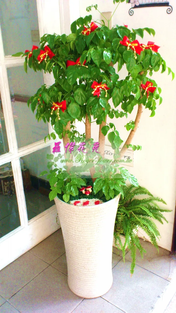 羅傑花苑 花束 蘭花 盆栽 花藝佈置