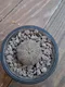 6.布紋球 Euphorbia obesa