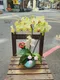 B1-29│蘭花盆栽│新北市花店│蘆洲花店│榮升誌慶│喬遷之喜│開幕誌慶│過年送禮│訂花│送花