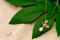 天然頂級珍珠（7.5－9 mm）｜揮舞幸福設計款墜飾