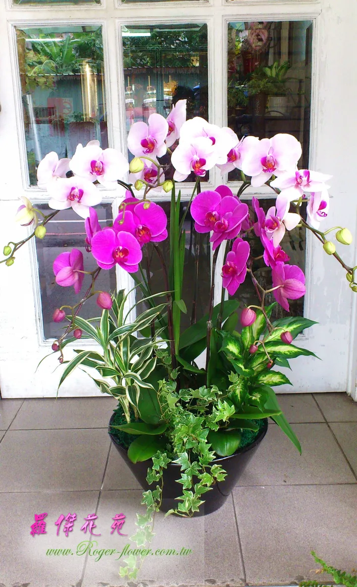 R1024 蝶之舞 花店 宅配送花 淡水花店