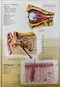 中英對照人體解剖圖(壹套八張)