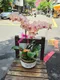 B1-54│蘭花盆栽│新北市花店│蘆洲花店│榮升誌慶│喬遷之喜│開幕誌慶│過年送禮│訂花│送花