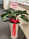 D1-7│送禮盆栽│新北市花店│蘆洲花店│開幕誌慶│新居落成│榮升誌慶│訂花│送花