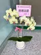 B1-50│蘭花盆栽│新北市花店│蘆洲花店│榮升誌慶│喬遷之喜│開幕誌慶│過年送禮│訂花│送花