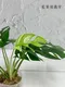 姬龜背芋 2.5吋盆 Rhaphidophora  Tetrasperma 觀葉植物