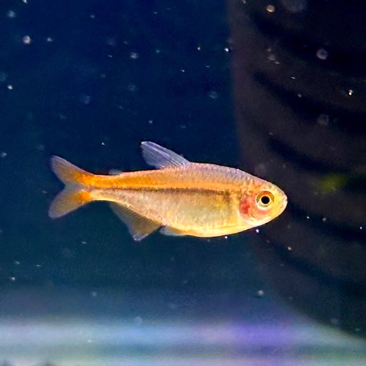 淡水鱼|动物图鉴| DMM KARIYUSHI水族馆, image size:1200x1200