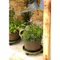 Planter Stand with Casters Round