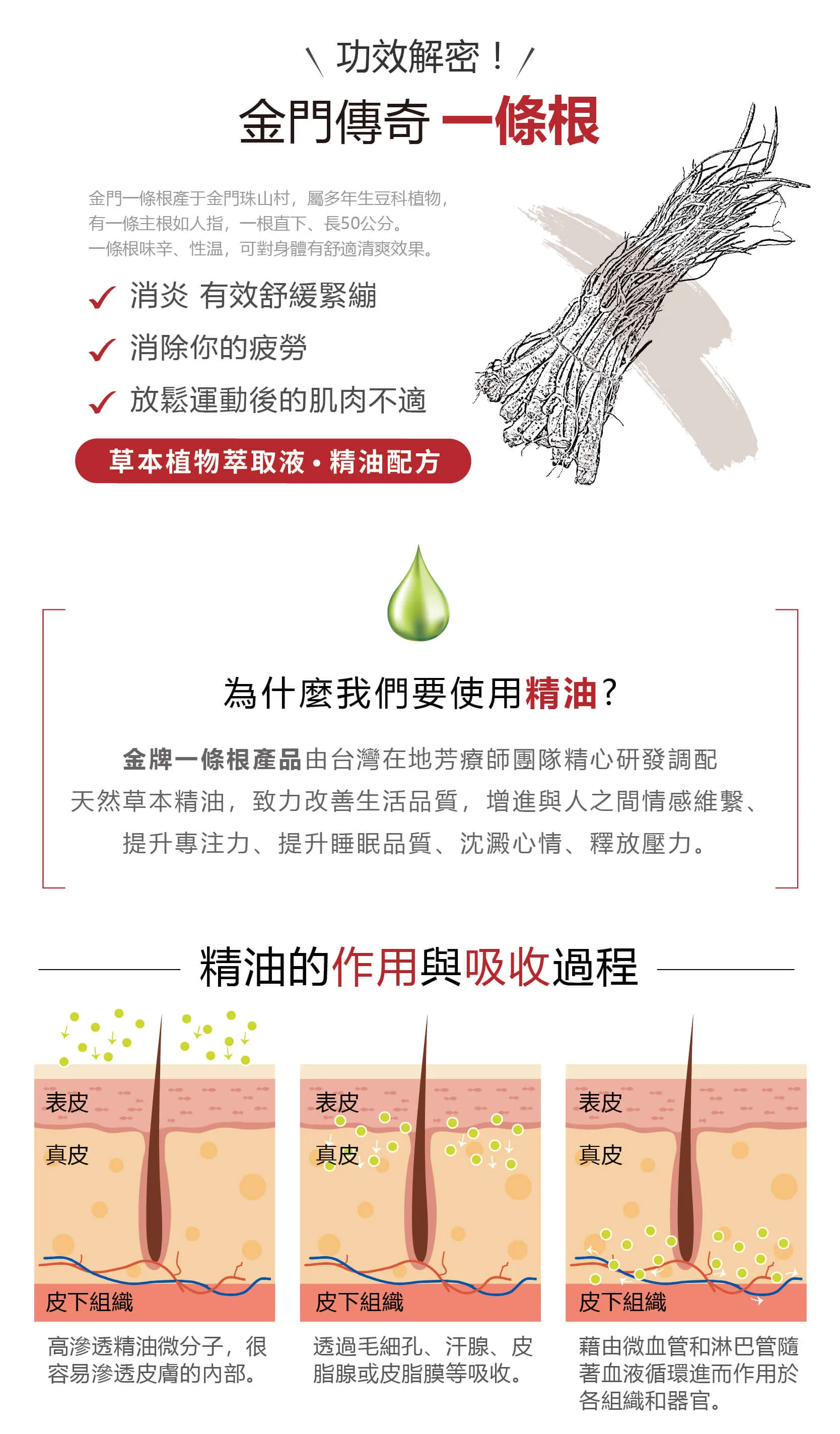 金門一條根來源與精油吸收過程