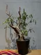 角瘤沒藥 Commiphora mildbraedii