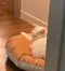 寵物商品／Gottagohome－貓用圓形麵包軟墊