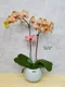 B1-33│蘭花盆栽│新北市花店│蘆洲花店│榮升誌慶│喬遷之喜│開幕誌慶│過年送禮│訂花│送花