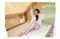 [  Metsä 米特薩 ] 眠月翻轉記憶枕│ 枕頭 露營枕 有分長短枕 記憶枕