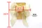 新年金喜蝴蝶結 (W793-1-1New Year Golden Happiness Butterfly Bow) ｜手作｜布置｜金色｜緞帶用途