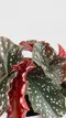 羅西秋海棠 5吋盆 觀葉植物 ( 不含盆 )