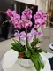 B1-31│蘭花盆栽│新北市花店│蘆洲花店│榮升誌慶│喬遷之喜│開幕誌慶│過年送禮│訂花│送花