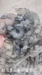 台灣手撥新鮮草蝦仁