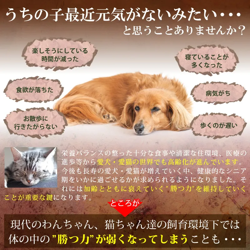 勝つ力 犬猫自然治癒力免疫力サポート国産無添加bグルカンハナビラタケサプリ病中 病後日本製