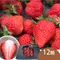 天藍果園-大湖草莓(12粒/黑色精裝禮盒)★免運組★